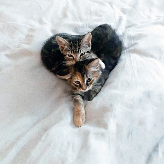  foster kittens sleeping in heart shape